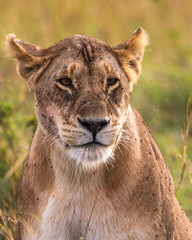 portrait of a lion