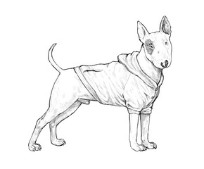 Funny bull terrier drawing. My dog illustration.