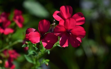 red flower in the garden