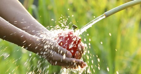 Hands washing vegetables with natural background,Fresh red chillies in splash of water,wash the pepper under water,Organic vegetables - Powered by Adobe