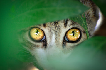 Cats, Alley Cats, Stray Cats