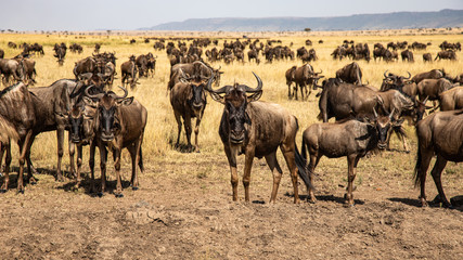 Fototapeta na wymiar herd of wildebeest in africa