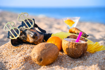 cute dog of dachshund, black and tan, buried in the sand at the beach sea on summer vacation holidays, wearing star glasses in the form of a dollar with coconut cocktail