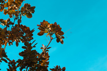 Red shrub in front of the blue sky