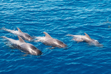 group of pilot whales in ocean , whale family