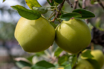 Golden Delicious Apple Branch With Almost Ripe Fruits