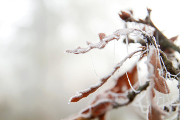 Frosted dew on oak tree leaves close up