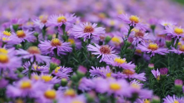 Colorful lilac aster alpinus flowers growing and blooming on a sunny late summer day, bees and butterflies flying around, hd video