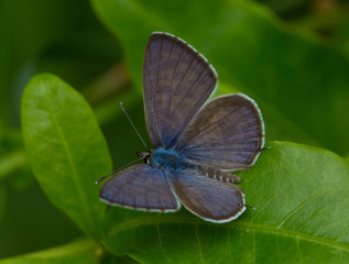 Blue Butterfly Macro 