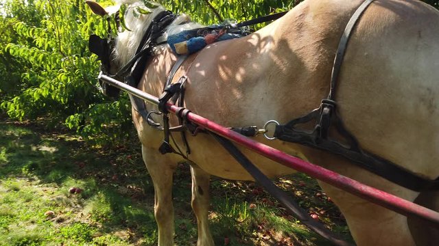 Rear View Of A Work Horse Attached To A Cart. SLOW MOTION