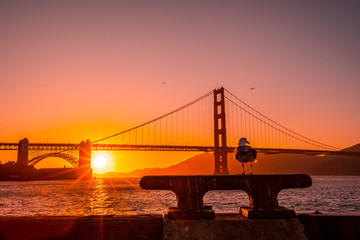 San Francisco, California / United States »; August 2019: A seagull at the Red Sunset at the Golden Gate of San Francisco