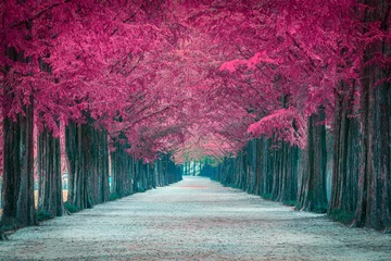 Pink Tree Tunnel in Südkorea © Photo Gallery