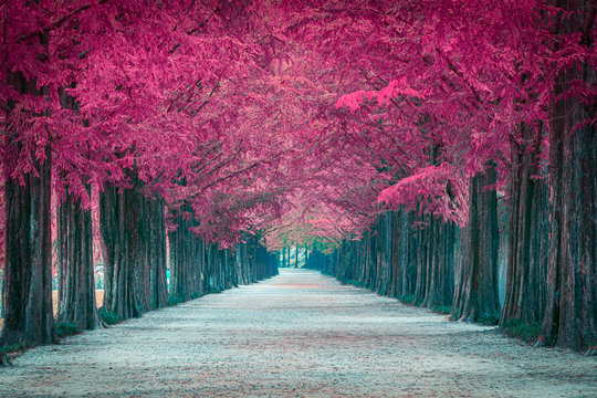 Pink tree tunnel in in South Korea