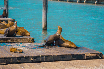 Fototapeta premium Dos rocas jugando en Pier 39, San Francisco. Estados Unidos