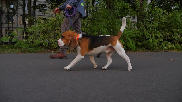 Docile dog walk with owner man at pedestrian road, tracking low camera, slow motion shot. Beagle jog at leash next, look forward and tail in air