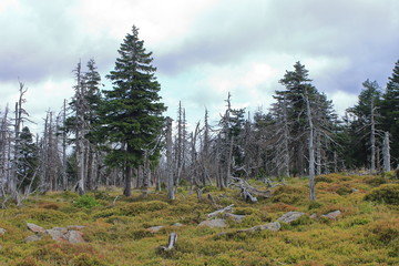 Baumsterben im Harz