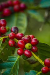 Close Up of Coffee Cherries in Tree