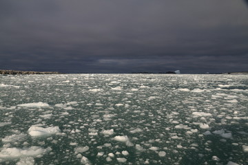 spokojne morze u wybrzeży antarktydy gęsto pokryte krą lodową - obrazy, fototapety, plakaty