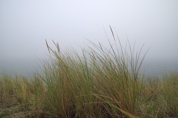 Strandhafer im Nebel