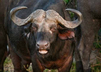 Naklejka premium Cross with the World