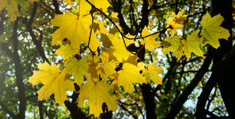 yellow maple leaves are lit by the sun. Concept - autumn, screensaver, wallpaper