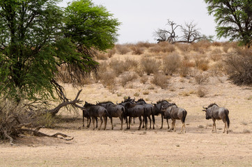 Fototapeta na wymiar Gnou à queue noire, Connochaetes taurinus, Afrique du Sud