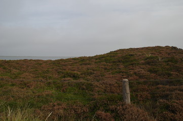 Heidelandschaft auf Sylt
