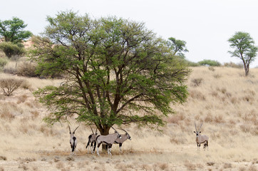 oryx gazelle, gemsbok, Oryx gazella, Parc national Kalahari, Afrique du Sud