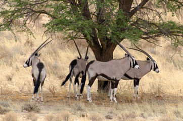 oryx gazelle, gemsbok, Oryx gazella, Parc national Kalahari, Afrique du Sud