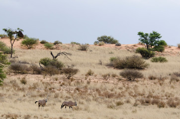 Fototapeta na wymiar oryx gazelle, gemsbok, Oryx gazella, Parc national Kalahari, Afrique du Sud