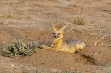 Renard du Cap, Vulpes chama, Parc national Kalahari, Afrique du Sud