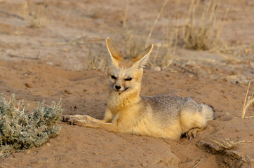 Renard du Cap, Vulpes chama, Parc national Kalahari, Afrique du Sud
