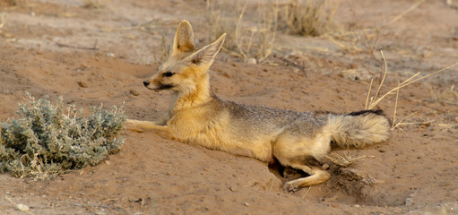 Renard du Cap, Vulpes chama, Parc national Kalahari, Afrique du Sud