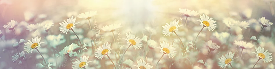 Selbstklebende Fototapete Für Sie Selektiver und weicher Fokus auf Gänseblümchen auf der Wiese, schöne Natur im Frühling