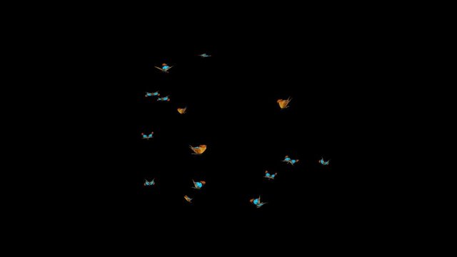 Swarm of colorful butterflies Myrina Silenius flying in loop. Long view. Realistic animation isolated on transparent background.