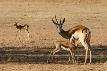 Springbok, Antidorcas marsupialis, Afrique du Sud