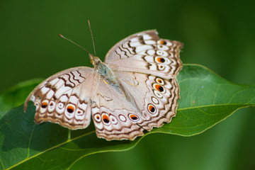 Obraz premium Butterflies live on green leaves.