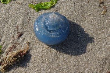 Blaue Qualle von unten