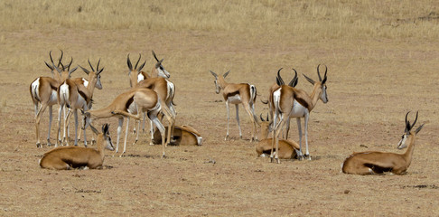 Springbok, Antidorcas marsupialis, Afrique du Sud