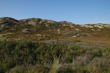 Schöne Heidelandschaft auf Sylt