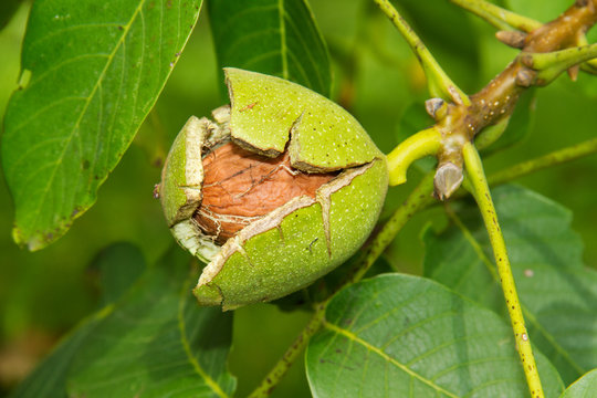 Ripe walnut in a tree