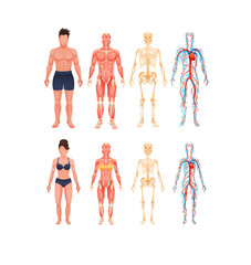 Human body anatomy man and woman vector