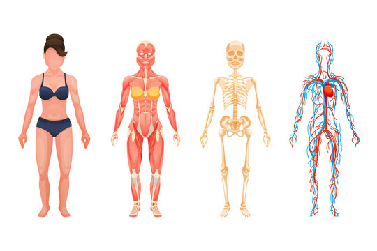 Human body anatomy woman. Visual scheme circulatory system, blood vessel system with arteries and veins, skeleton, muscle system cartoon vector. Body structures in full growth.