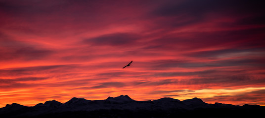 Soaring red sky
