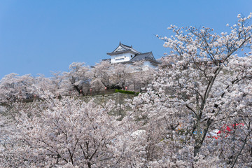 Tsuyama castle with sakura blooming season