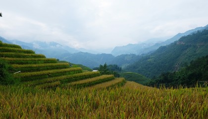 Fototapeta premium Rice fields and mountain ranges, paddy rice terraces.