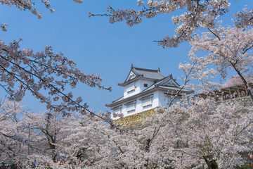 Tsuyama castle with sakura blooming season