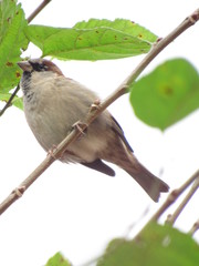 Obraz premium bird on a branch