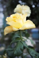 yellow flowers in the garden