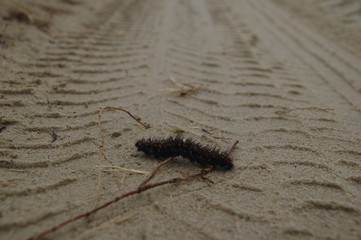 Haarige schwarze Raupe im Sand